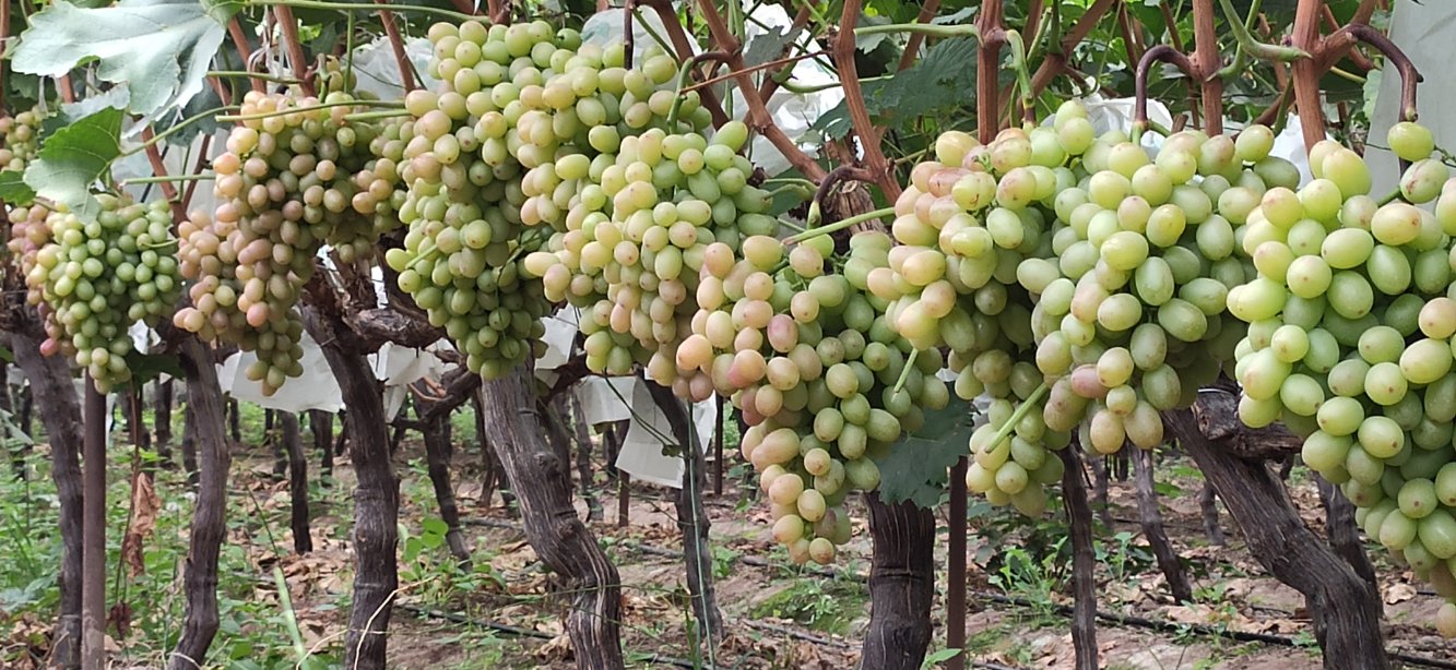 从空中俯瞰敦煌阳关镇一片整齐划一的克伦生红提种植园,田块呈网格状分布,滴灌管道清晰可见,远处为黄沙与绿洲交界带,天空湛蓝,阳光强烈,葡萄架上果实累累,部分已完成套袋处理 敦煌阳关镇克伦生红提果园航拍