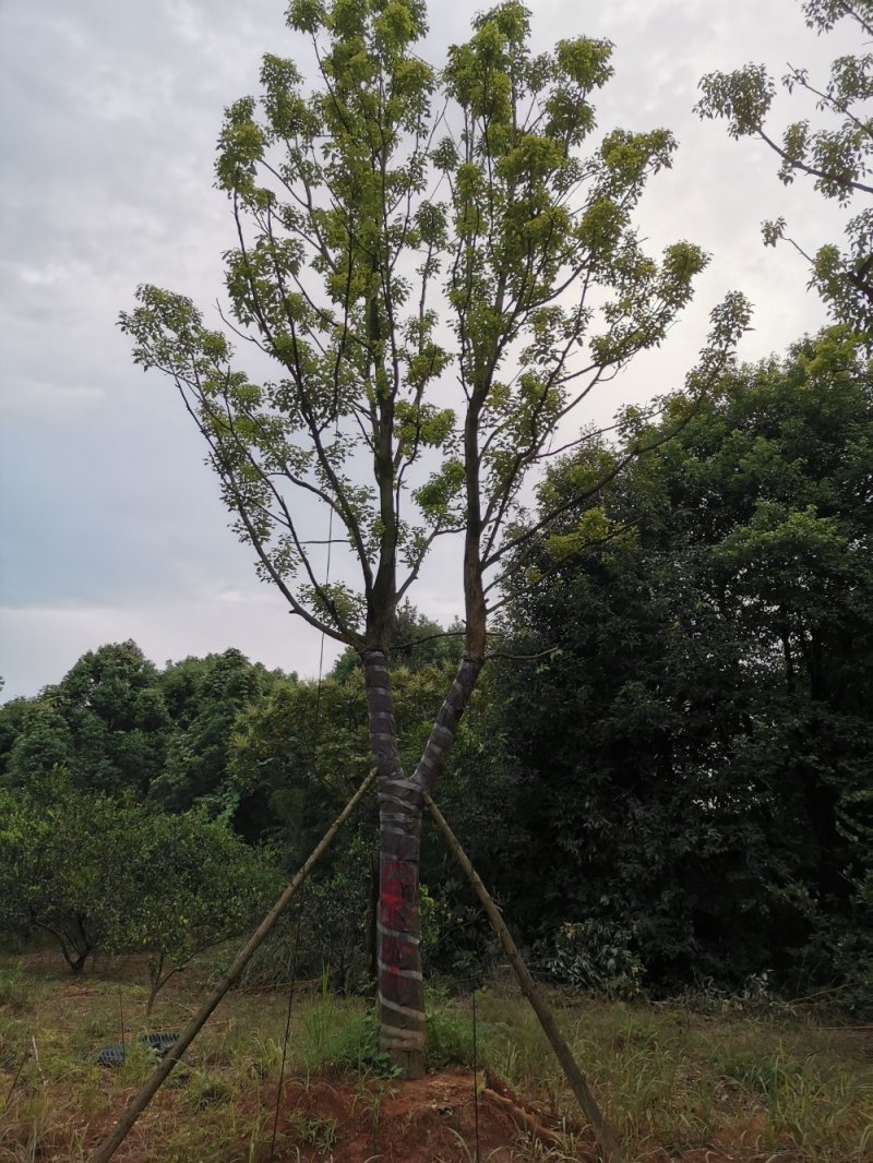 容器袋苗移栽全冠香樟 丛生香樟多杆香樟多头香樟 自家苗圃
