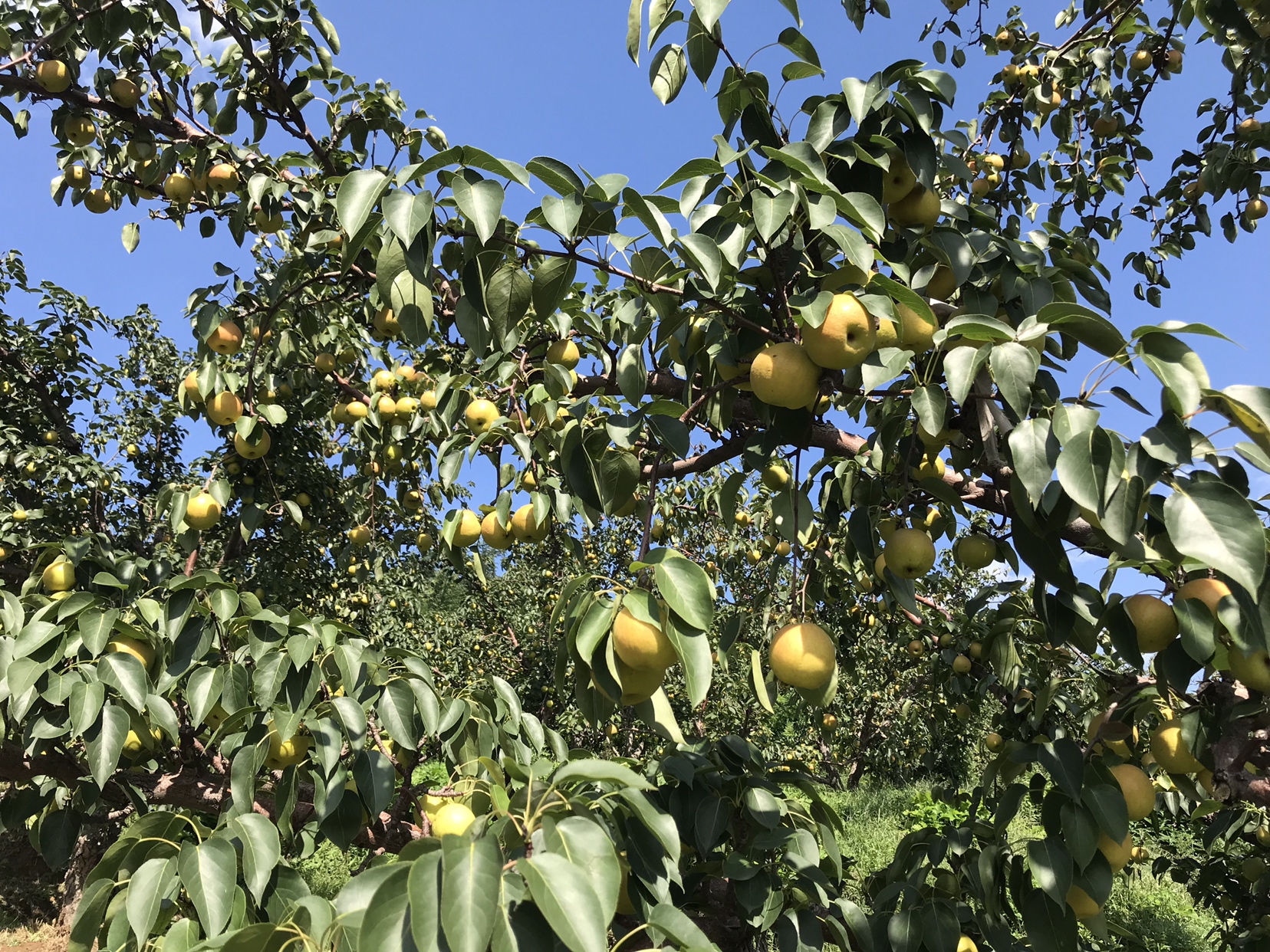 一片广阔的南果梨果园航拍视角,树木整齐排列,枝头挂满金黄色带红晕的成熟梨子,部分树叶已泛黄呈现秋意,远处可见果农正在树下手工采摘,地面铺有接果布防止损伤,天空湛蓝白云点缀 南果梨果园全景