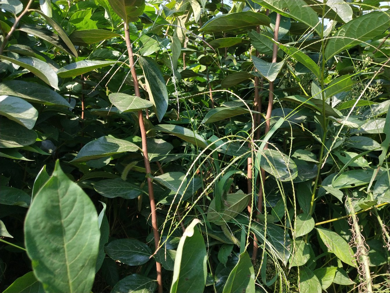 柿子树上生长的桑寄生植物,枝干缠绕,绿叶繁茂 柿子树上的寄生草