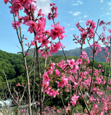 [樱花树批发]中国红樱花价格250.00元/棵 - 一亩田