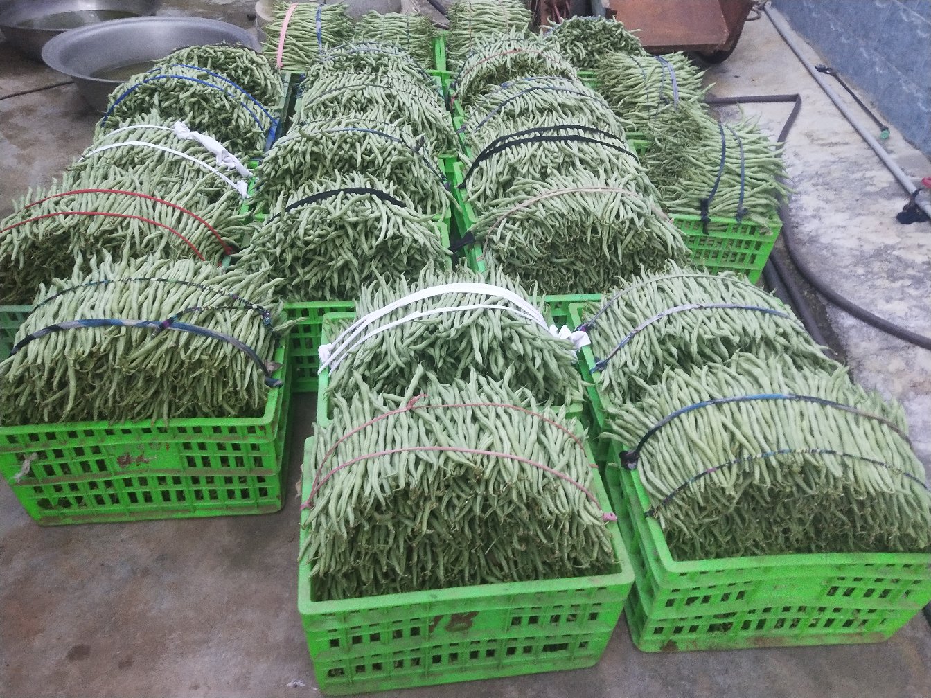 无筋豆实物图