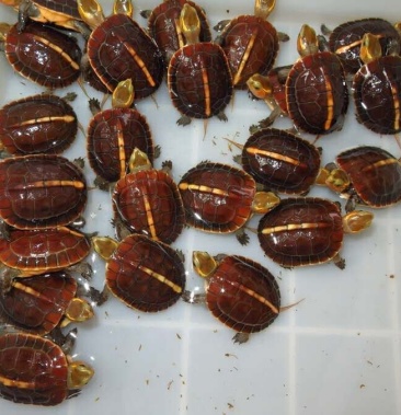 [黄褐丽金龟批发]安缘苗价格1300.00元/个 - 一亩田