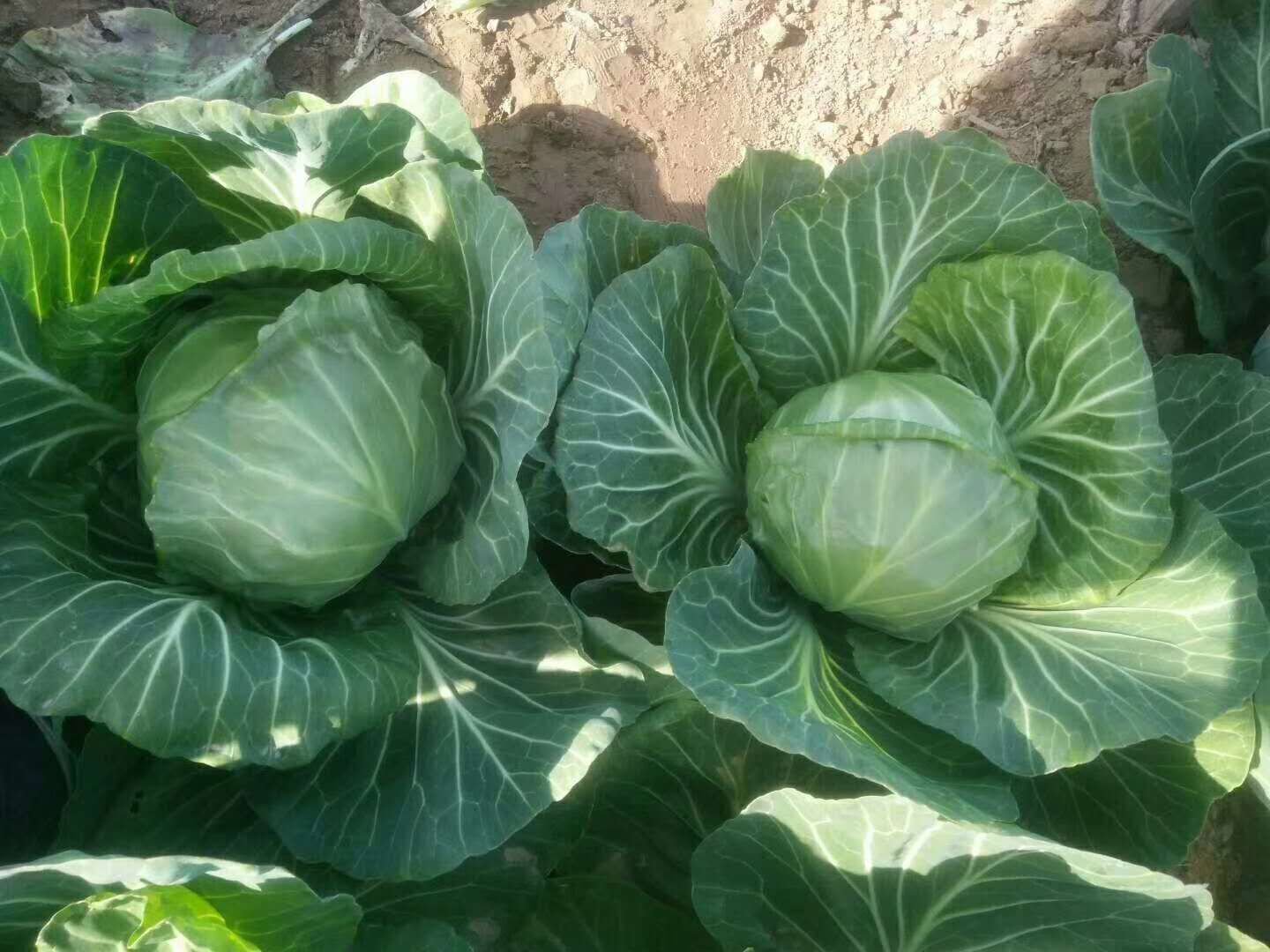 软甘417甘蓝种植基地航拍图