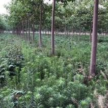 山东泡桐基地苗圃货源量大从优棵棵精品品质保证欢迎咨询