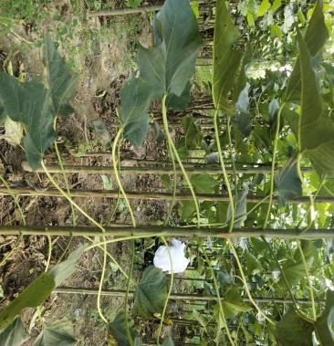 [批发]速生楸树苗预定中,各种蔬菜苗子预定开始了价格25.