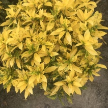 变叶木，大小规格，工程苗木