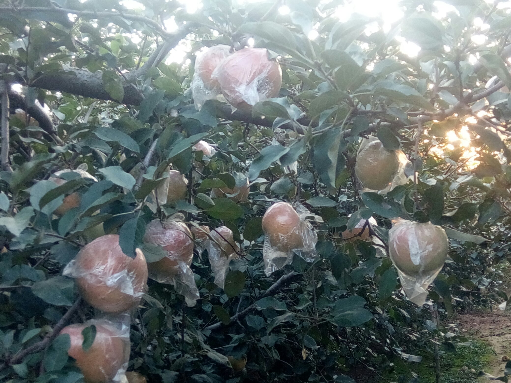 红将军苹果果园实景