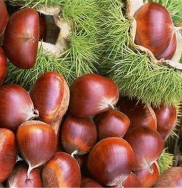 板栗苗树苗嫁接大红袍,农大一号,珍珠板栗,椎栗,南北适种