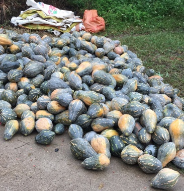 山地香芋南瓜 1~2斤以上 扁圆形