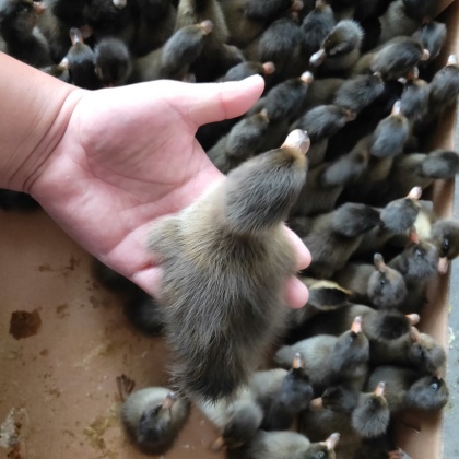 云龙区青头鸭苗产地行情