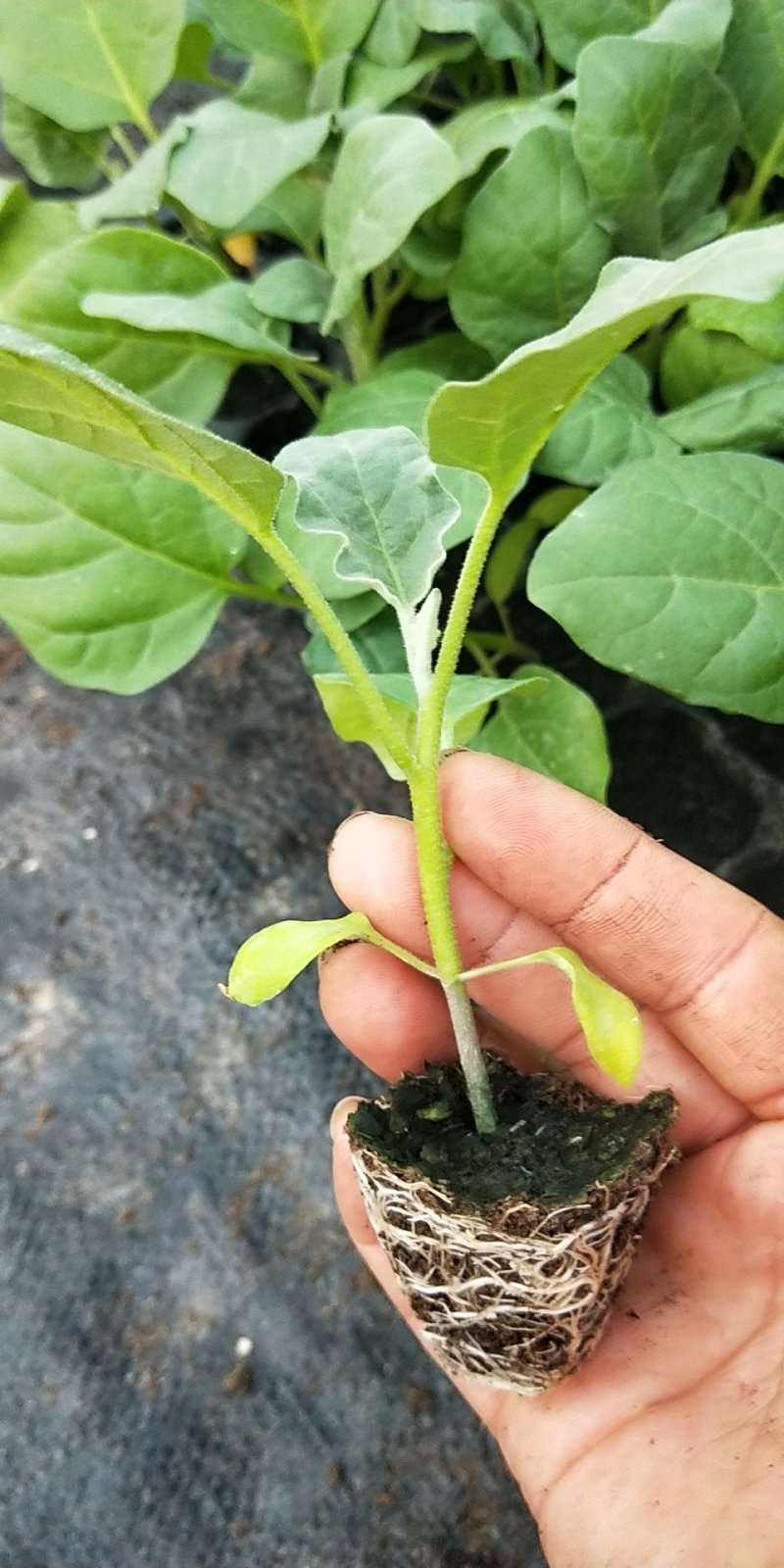 广东广州增城区茄子苗 0.35元/棵现苗,紫红茄苗