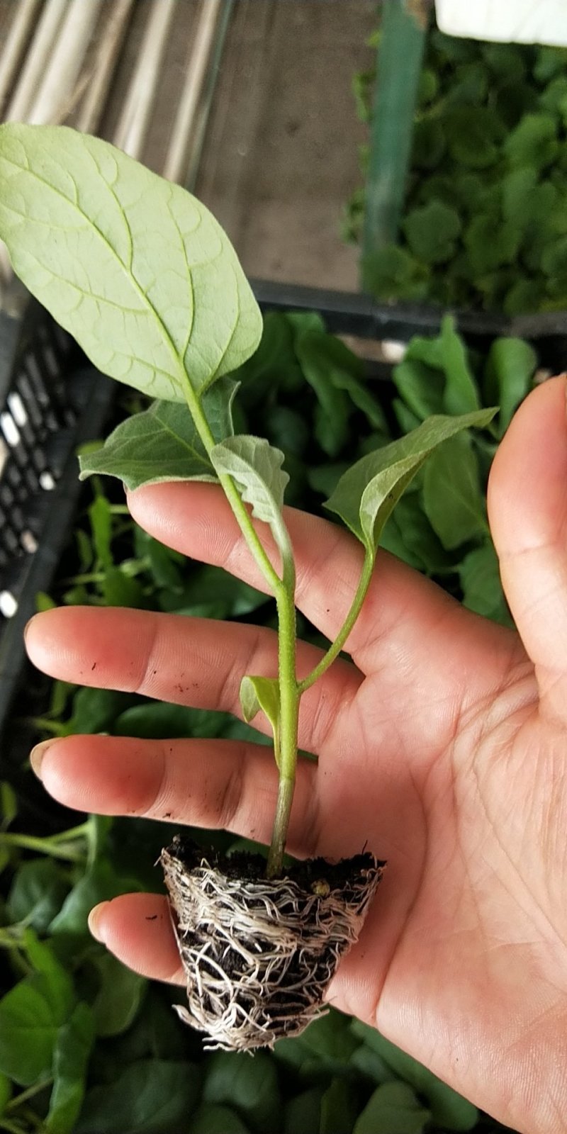 广东广州增城区茄子苗 0.35元/棵现苗,紫红茄苗