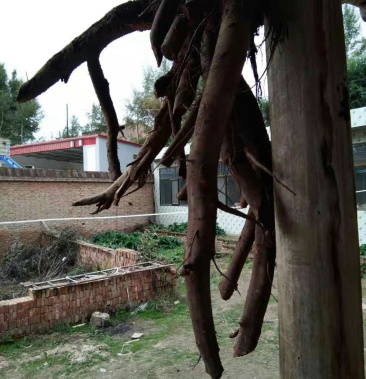 [大黄批发]大黄价格0.10元/斤 - 一亩田