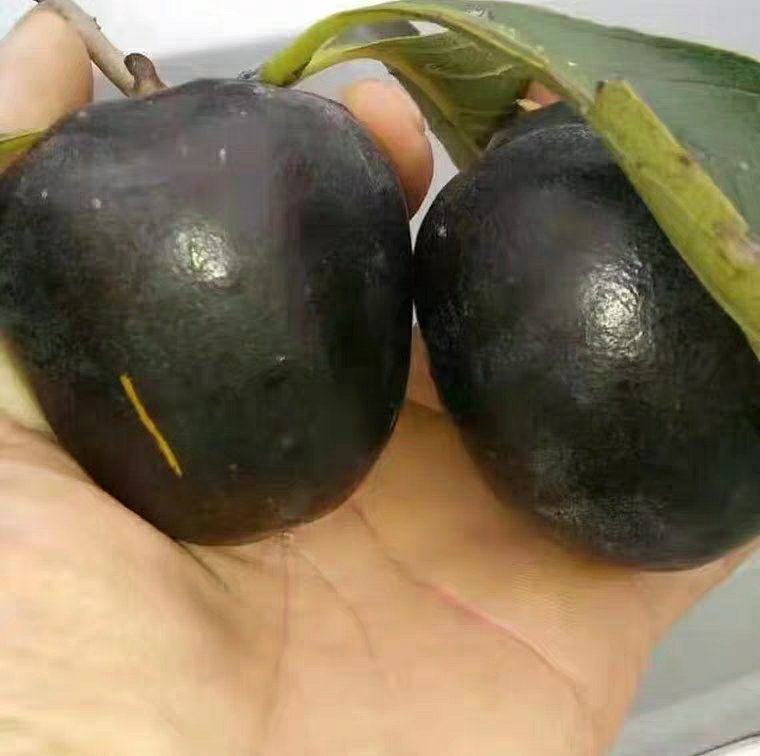 展示柿子果肉与内部种子结构,部分种子变黑但果肉正常 柿子果肉与种子结构