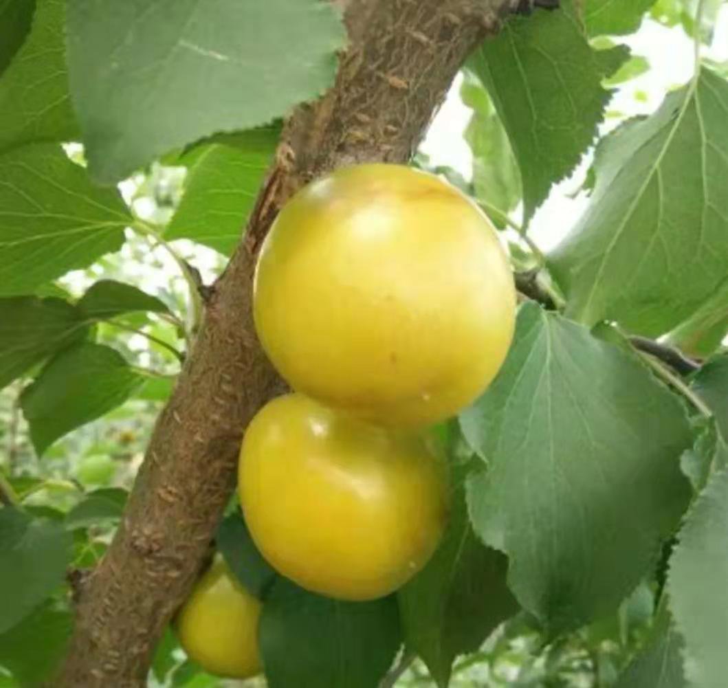 展示种植在山坡上的黄里笆斗杏果园,树木整齐排列,果实挂满枝头 黄里笆斗杏果园实景图