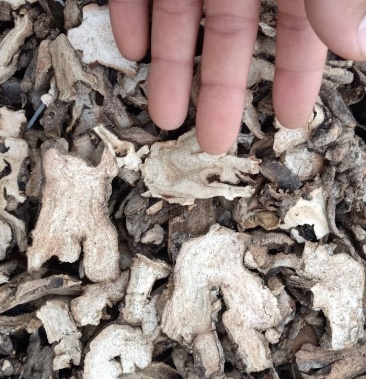 白芍黑狗头片精品 亳州市康美中药材批发市场 欢迎采购