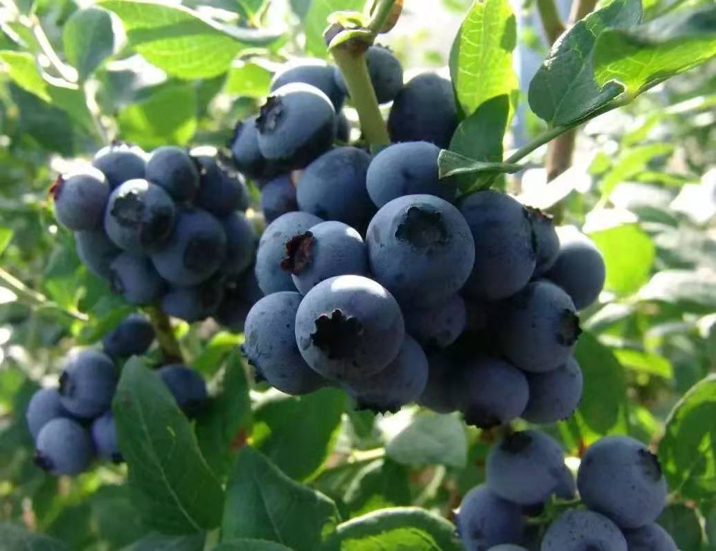 蓝莓采摘现场,工人正在采摘成熟的蓝莓果实,果实饱满、颜色均匀,体现高质量种植标准 蓝莓采摘现场图