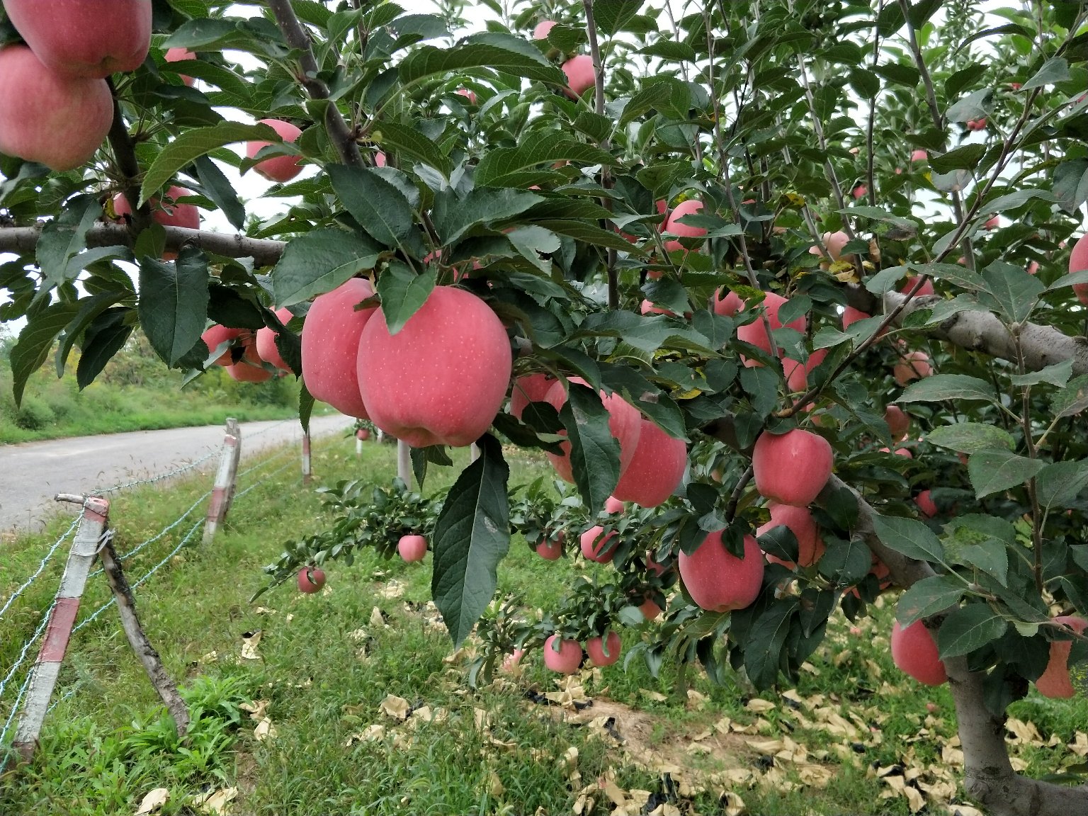 红星苹果树与果实特写
