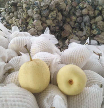 [鸭梨批发]皇冠梨原装袋0.3价格0.35元/斤 - 一亩田