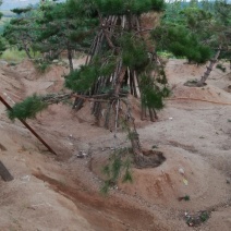 造型松