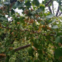 白果（银杏果）