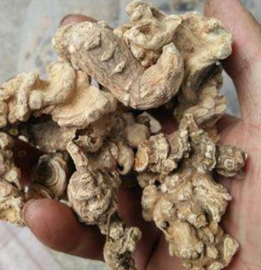 [竹根七批发]竹根七,道地药材,质优价实,品质保