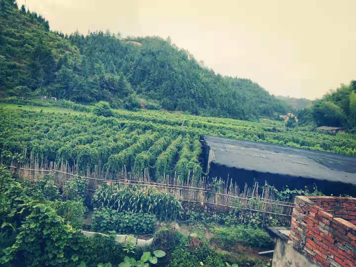 地图展示中国主要山药种植区,重点标注河南省焦作市温县为陈山药(怀山药)核心产区,周边用绿色环形标记;其他省份如山东、江苏、河北标注为新山药主产区,配以不同颜色图标区分 怀山药核心产区地理分布示意图