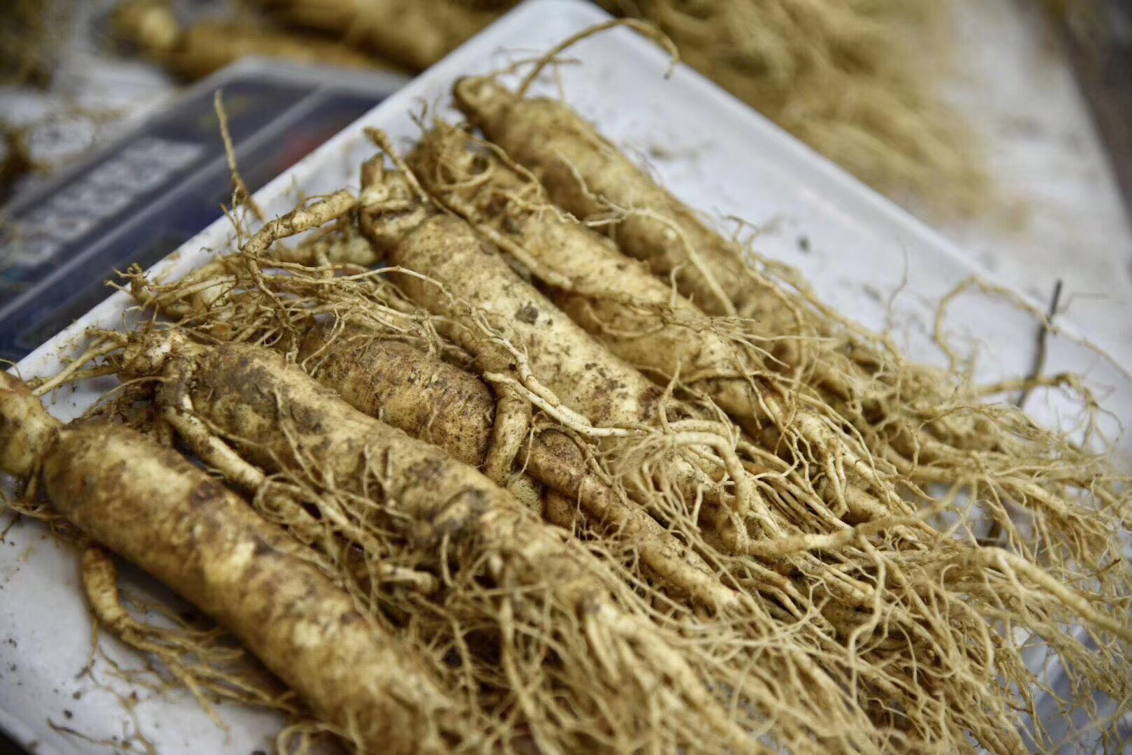 鲜参实物图展示