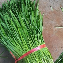 河北邯郸精品大叶韭菜，当天割当天发，保证品质全国发货