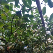 新型水果：黑老虎