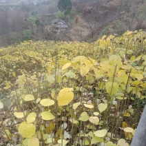 毛叶山桐子苗