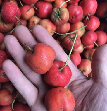 精品手选大棉球山楂 不化糖 硬度好