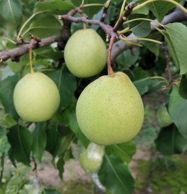 [鸭梨批发]泊头大鸭梨价格0.45元/斤 - 一亩田