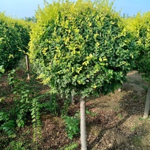 高杆金叶榆球，矮杆金叶榆球，美植袋矮杆金叶榆球