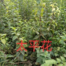 太平花，从生太平花，大冠幅从生太平花
