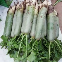 青萝卜，每天大量供应，人工免费，装车免费