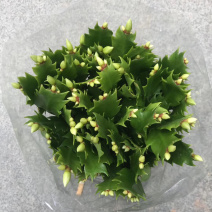 白色蟹爪兰，开纯白色花，双色蟹爪兰，一盆里有两个颜色