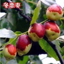 哈密枣子树苗嫁接苗，当年结果，支持视频看苗，免费种植技术