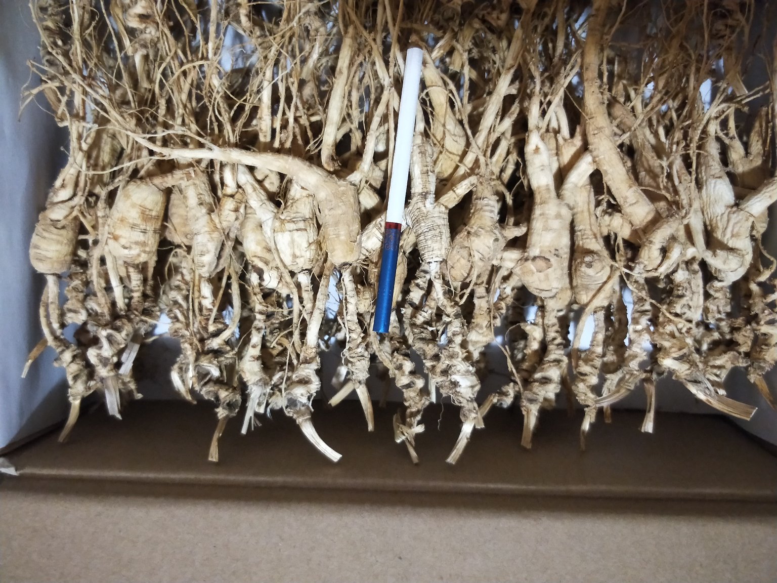 一张对比图展示三种不同类型人参：左侧为野生百年参，中间为林下参，右侧为滚筒加工参，标注各部位差异特征