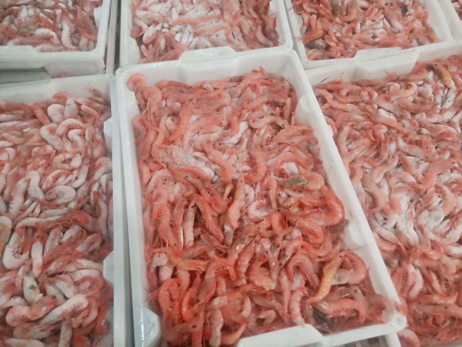 一张信息图表展示远海梭子蟹与其他常见水产品(如草鱼、虾仁、三文鱼)在蛋白质、脂肪、锌、硒、维生素B12等关键营养素上的对比柱状图,突出远海梭子蟹在多项指标中的优势位置 远海梭子蟹营养成分对比图表