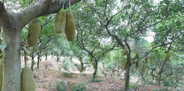 菠萝的花序结构