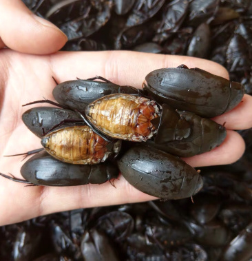 [龙虱批发]黑龙虱 冰冻黑龙虱 熟冻黑龙虱 放尿无冰黑龙虱价格28.