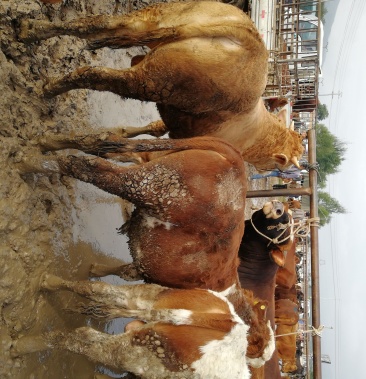 西门达 公牛 夏洛莱 杂交牛 小牛 活牛