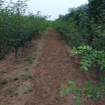 花椒树三年树，两年至5年。