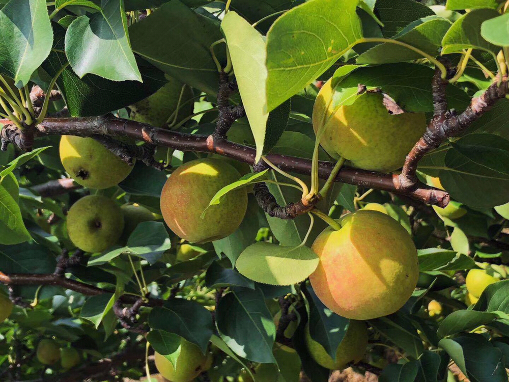 展示三颗南果梨并列摆放,分别代表硬生期、半软期和全软期。左侧为青黄色坚硬果实,中间为黄绿色略微软化果实,右侧为深黄色表皮带有红晕且触感柔软的成熟果实。背景为木质桌面,光线柔和自然 南果梨不同成熟阶段对比图