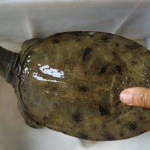 洪湖精品甲鱼