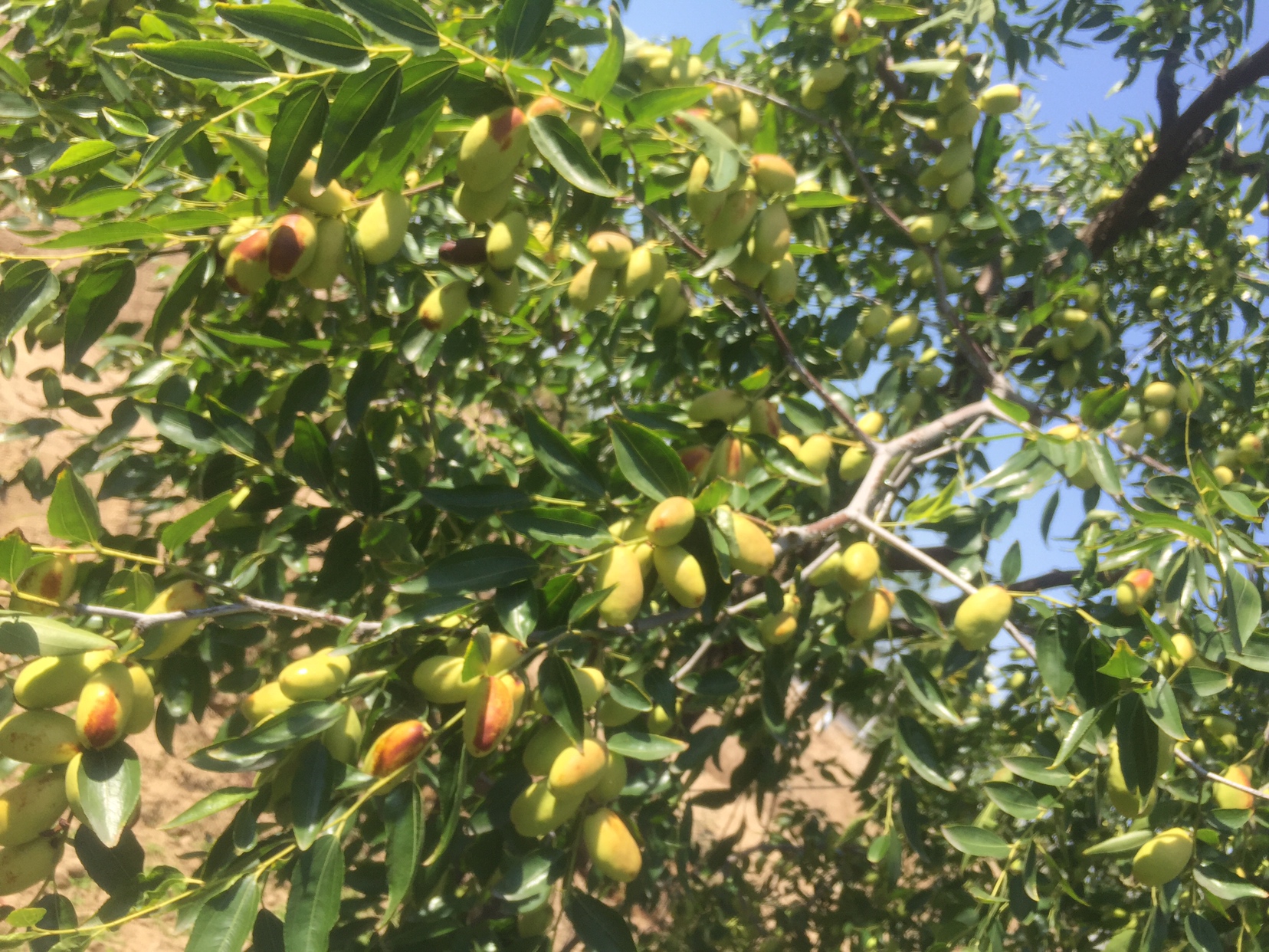 大长枣整串挂果特写