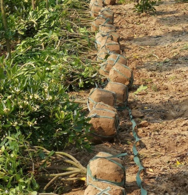 浙江蓬径80㎝海桐球景观灌木小乔木