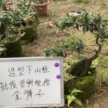 金弹子下山桩可批发